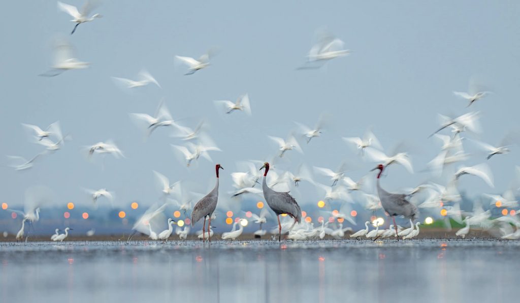 Sarus cranes standing among a flock of flying egrets by the water